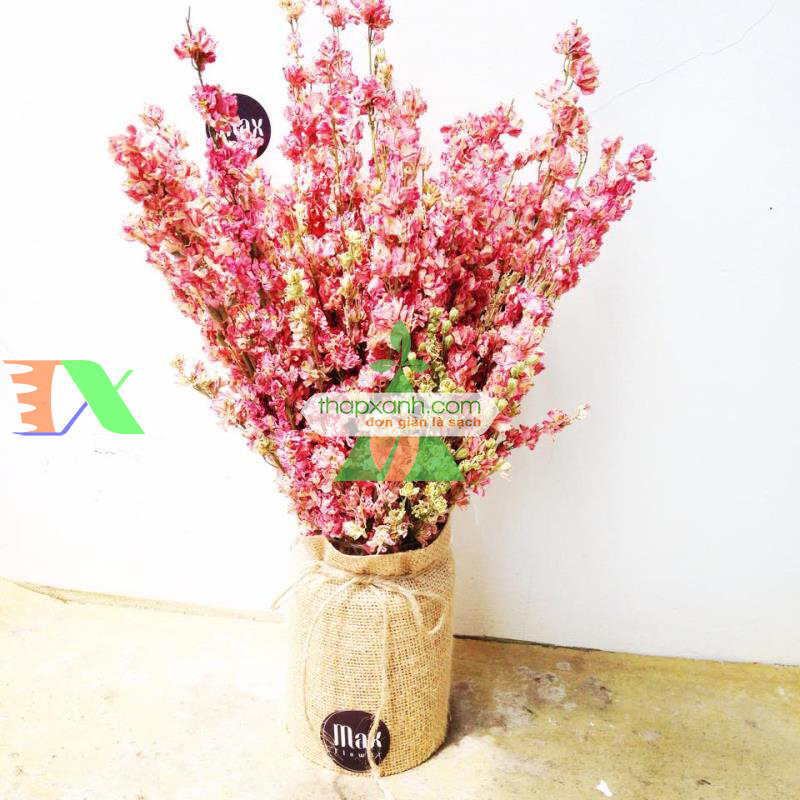 Hạt giống Hoa Phi Yến mix (Mỹ)