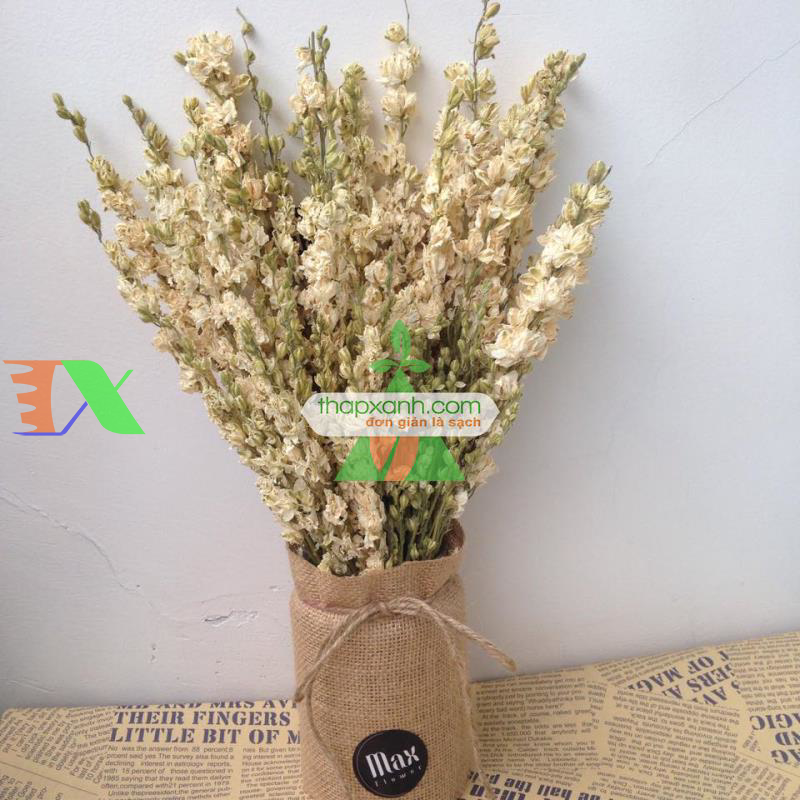 Hạt giống Hoa Phi Yến mix (Mỹ)