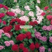 รูปภาพของ Hạt giống Hoa Diễm Châu mix (Mỹ)