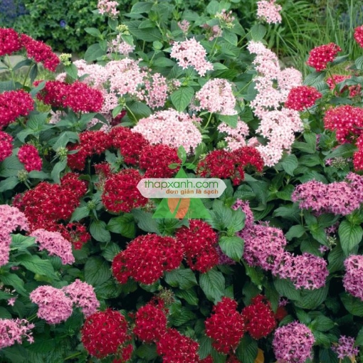 รูปภาพของ Hạt giống Hoa Diễm Châu mix (Mỹ)