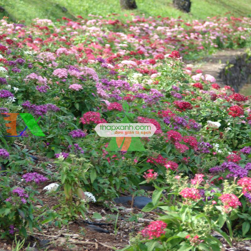 Hạt giống Hoa Diễm Châu mix (Mỹ)