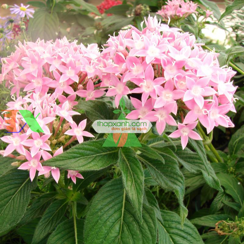 Hạt giống Hoa Diễm Châu mix (Mỹ)