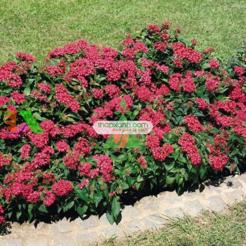 Hạt giống Hoa Diễm Châu mix (Mỹ)