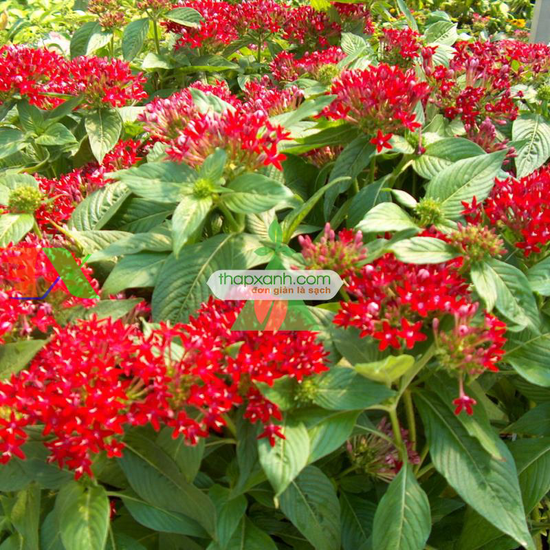 Hạt giống Hoa Diễm Châu mix (Mỹ)