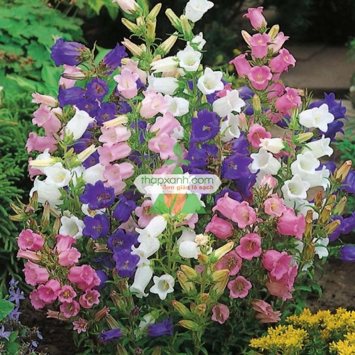 รูปภาพของ Hạt giống Hoa Chuông mix (Nga)