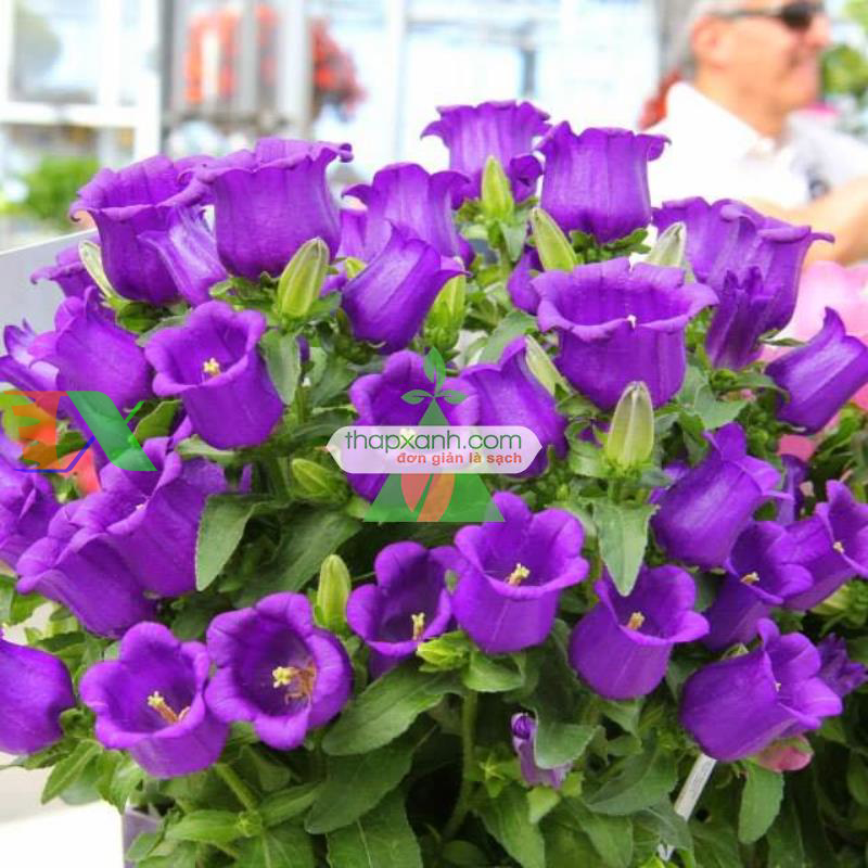 Hạt giống Hoa Chuông mix (Nga)