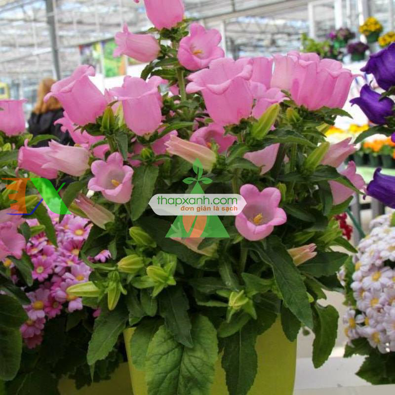 Hạt giống Hoa Chuông mix (Nga)