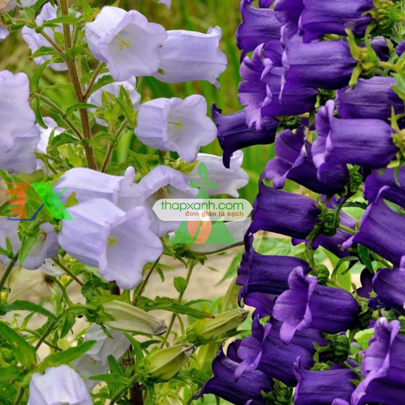 Hạt giống Hoa Chuông mix (Nga)