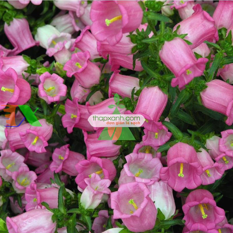 Hạt giống Hoa Chuông mix (Nga)