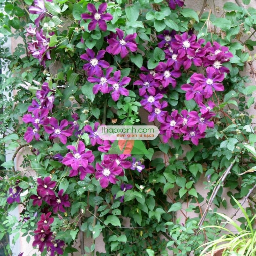 Ảnh của Hạt giống hoa Clematis (hoa Ông Lão) xanh tím
