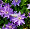 Ảnh của Hạt giống hoa Clematis (hoa Ông Lão) xanh tím