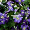Ảnh của Hạt giống hoa Clematis (hoa Ông Lão) xanh tím