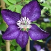 Ảnh của Hạt giống hoa Clematis (hoa Ông Lão) xanh tím