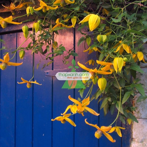 Ảnh của Hạt giống hoa Clematis (hoa Ông Lão) vàng