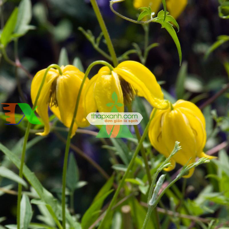 Hạt giống hoa Clematis (hoa Ông Lão) vàng