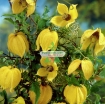 Ảnh của Hạt giống hoa Clematis (hoa Ông Lão) vàng