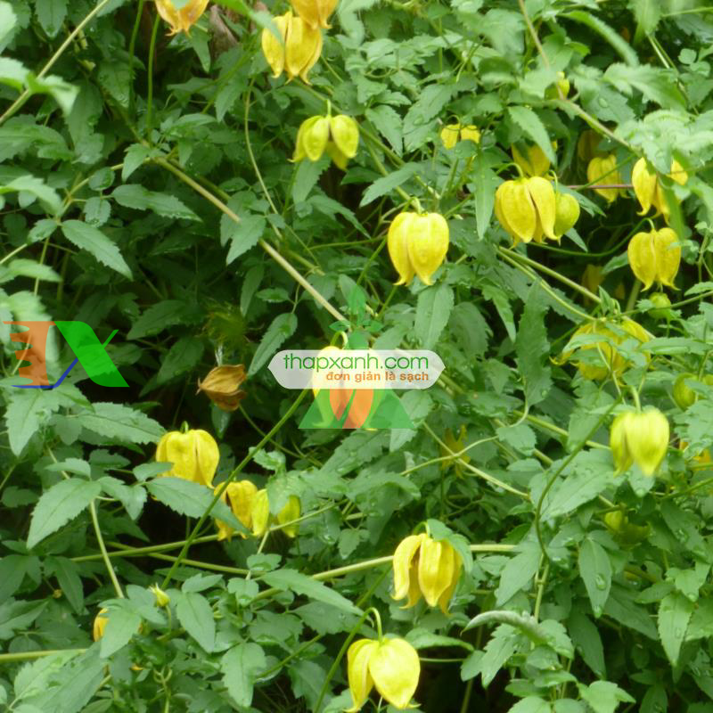 Hạt giống hoa Clematis (hoa Ông Lão) vàng