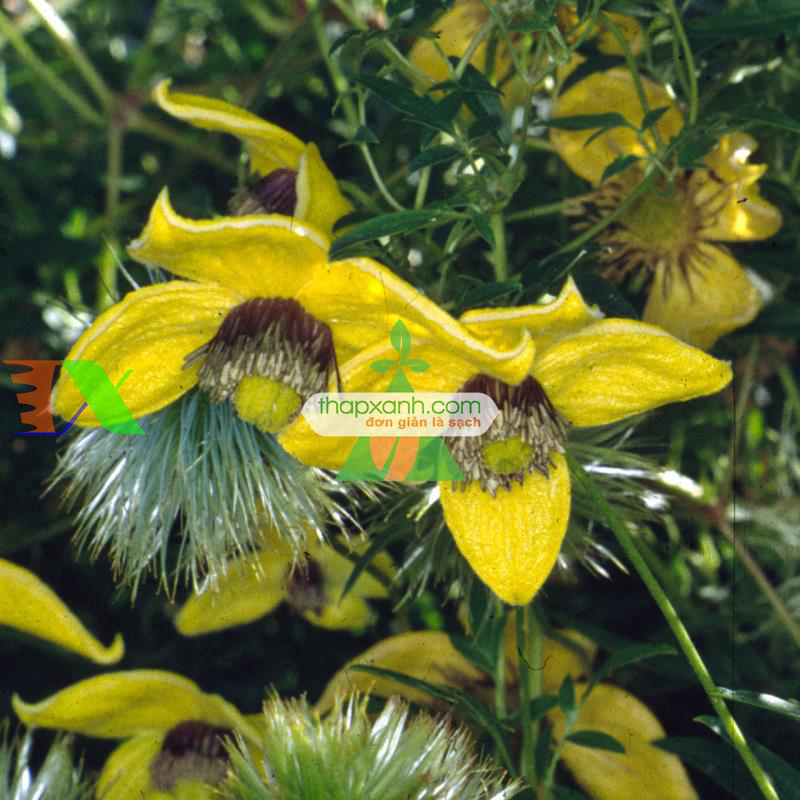 Hạt giống hoa Clematis (hoa Ông Lão) vàng