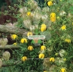 Ảnh của Hạt giống hoa Clematis (hoa Ông Lão) vàng