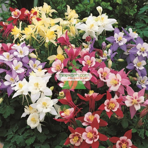 Ảnh của Hạt giống hoa Cỏ Bồ Câu đơn mix