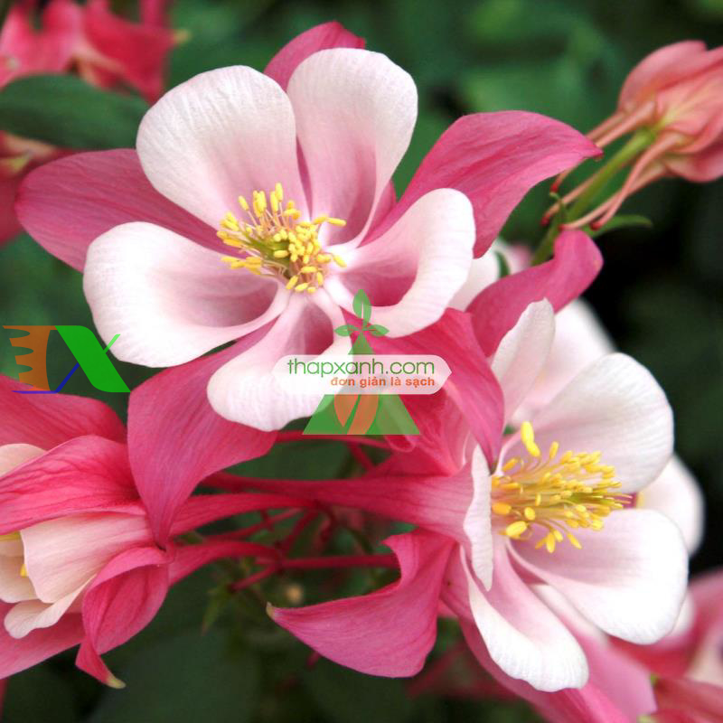 Hạt giống hoa Cỏ Bồ Câu đơn mix