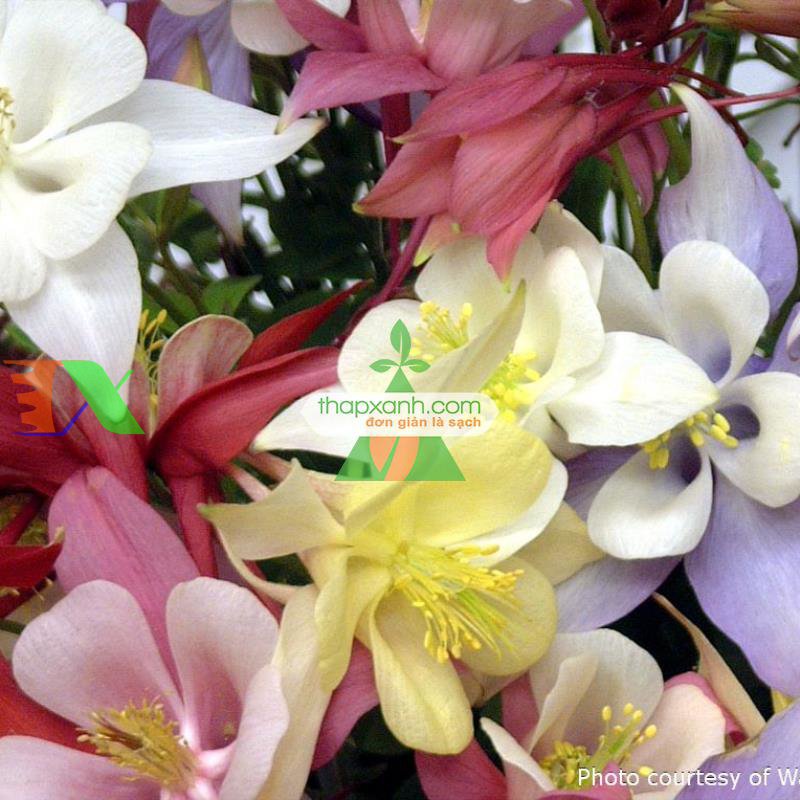 Hạt giống hoa Cỏ Bồ Câu đơn mix