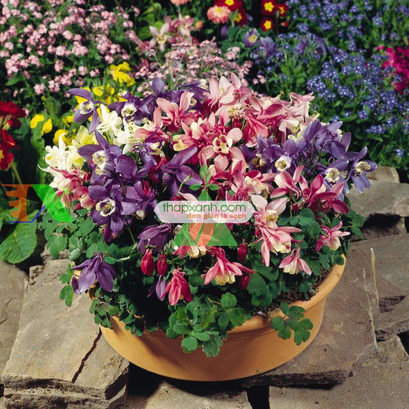 Hạt giống hoa Cỏ Bồ Câu đơn mix