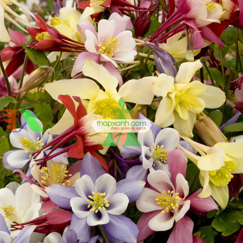 Hạt giống hoa Cỏ Bồ Câu đơn mix