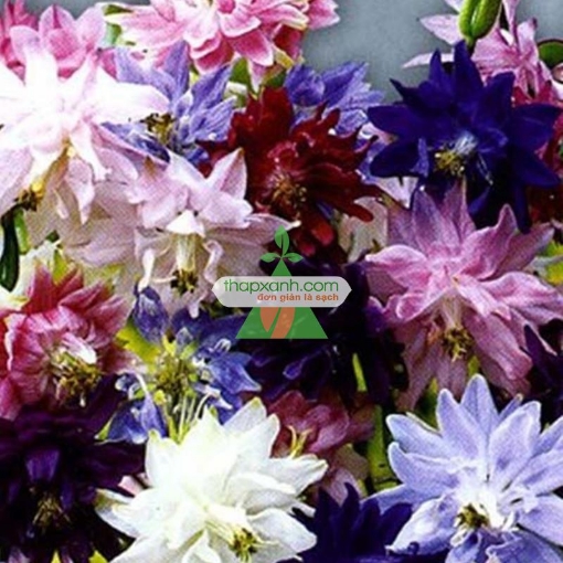 Gambar Hạt giống hoa Cỏ Bồ Câu kép mix