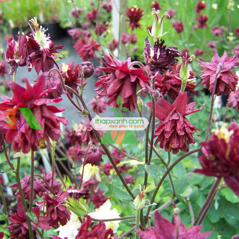 Hạt giống hoa Cỏ Bồ Câu kép mix