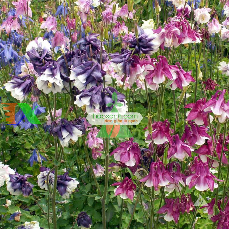 Hạt giống hoa Cỏ Bồ Câu kép mix