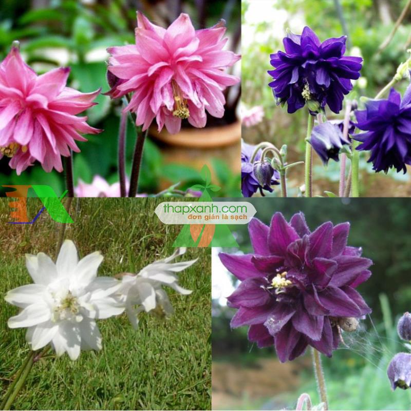 Hạt giống hoa Cỏ Bồ Câu kép mix