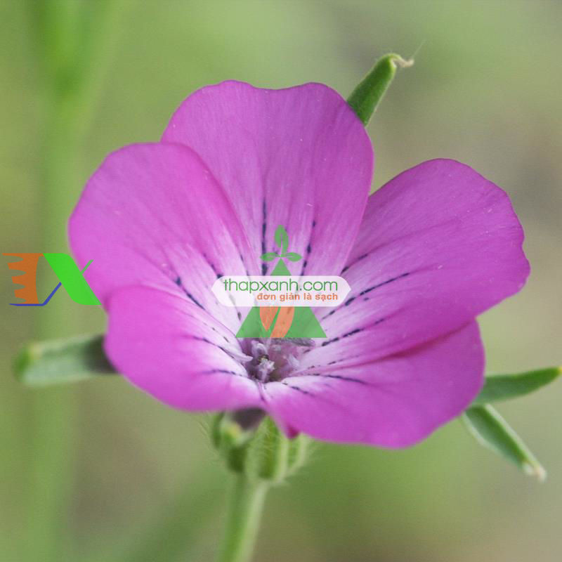 Hạt giống hoa Cẩm Chướng lúa mạch