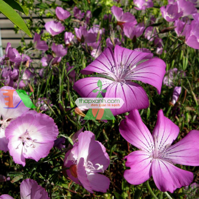 Quy trình kỹ thuật trồng hoa Cẩm Chướng