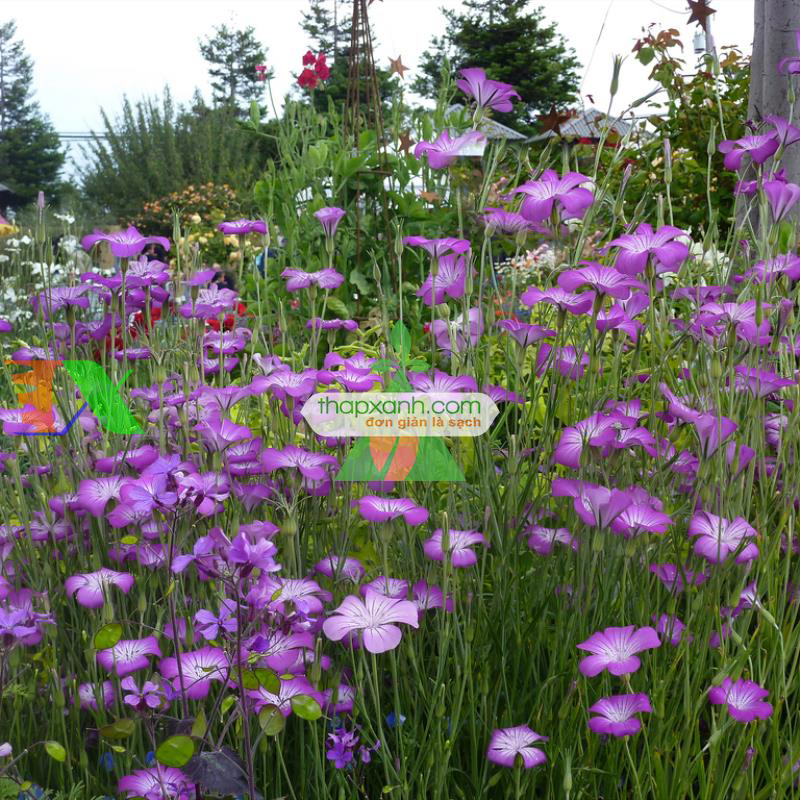 Hạt giống hoa Cẩm Chướng lúa mạch