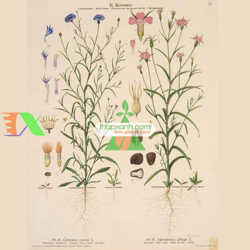 Hạt giống hoa Cẩm Chướng lúa mạch