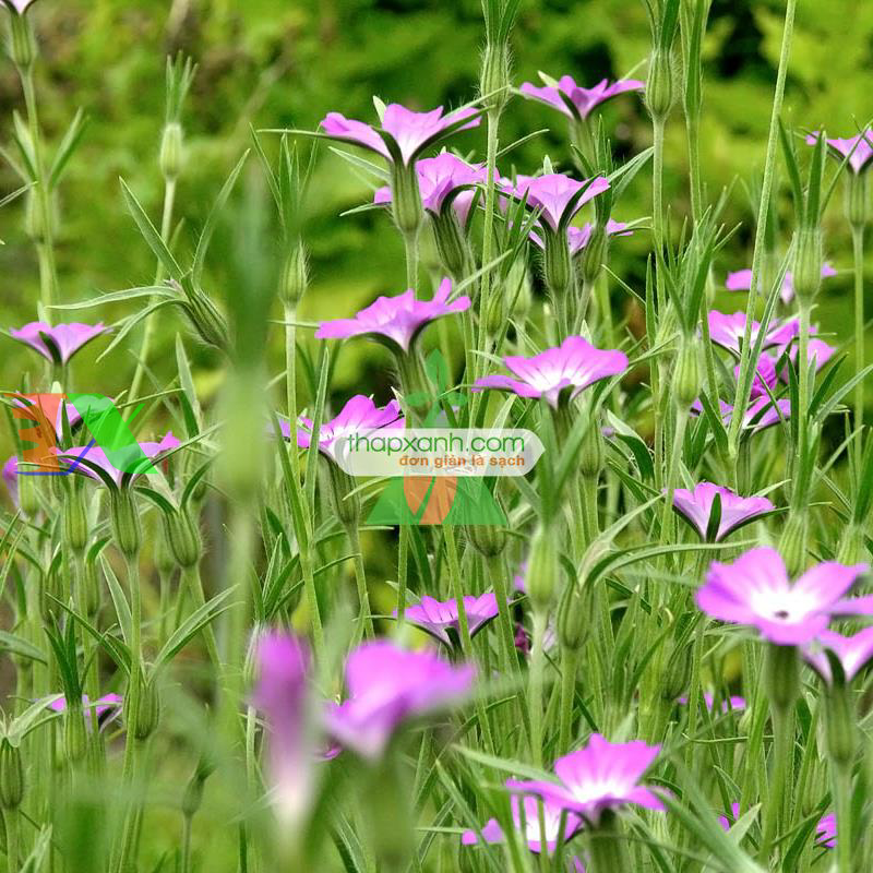 Hạt giống hoa Cẩm Chướng lúa mạch