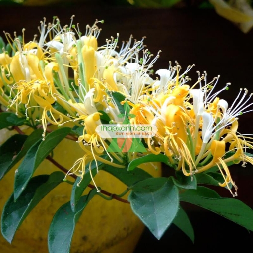 รูปภาพของ Hạt giống hoa Kim Ngân mix