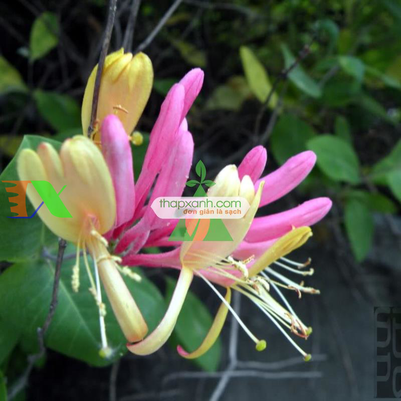 Hạt giống hoa Kim Ngân mix