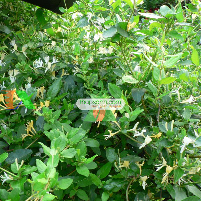 Hạt giống hoa Kim Ngân mix