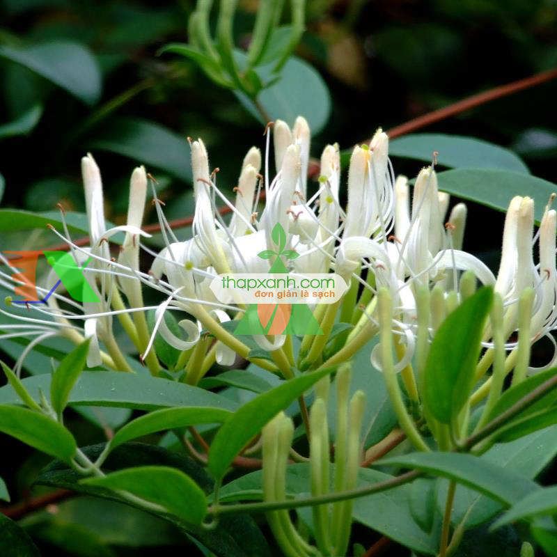 Hạt giống hoa Kim Ngân mix