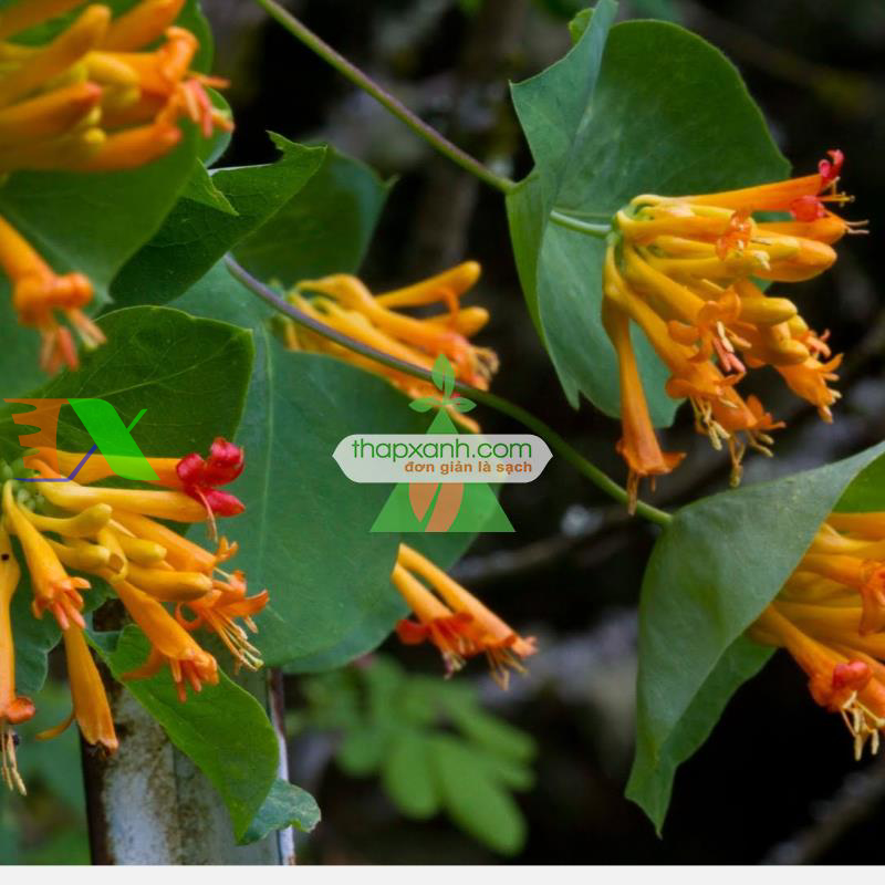 Hạt giống hoa Kim Ngân mix