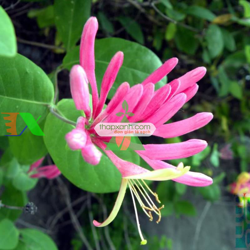 Hạt giống hoa Kim Ngân mix