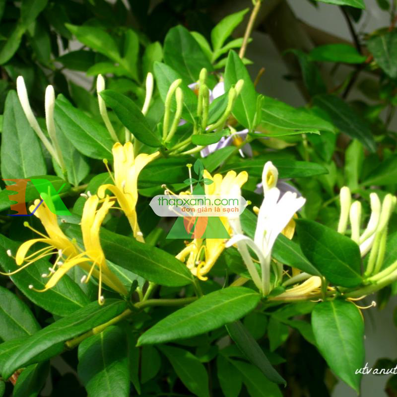 Hạt giống hoa Kim Ngân mix