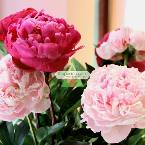 Gambar Hạt giống hoa Mẫu Đơn mix (Nga)