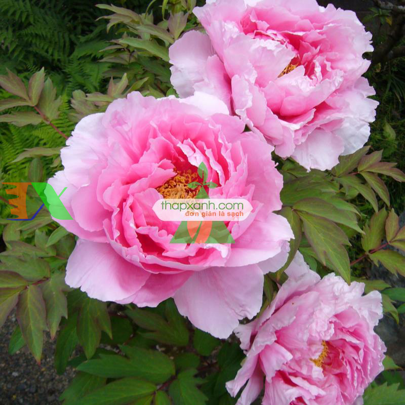 Hạt giống hoa Mẫu Đơn mix (Nga)