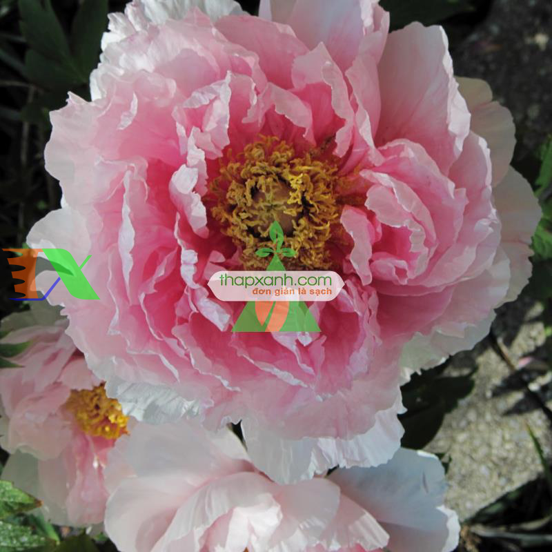 Hạt giống hoa Mẫu Đơn mix (Nga)