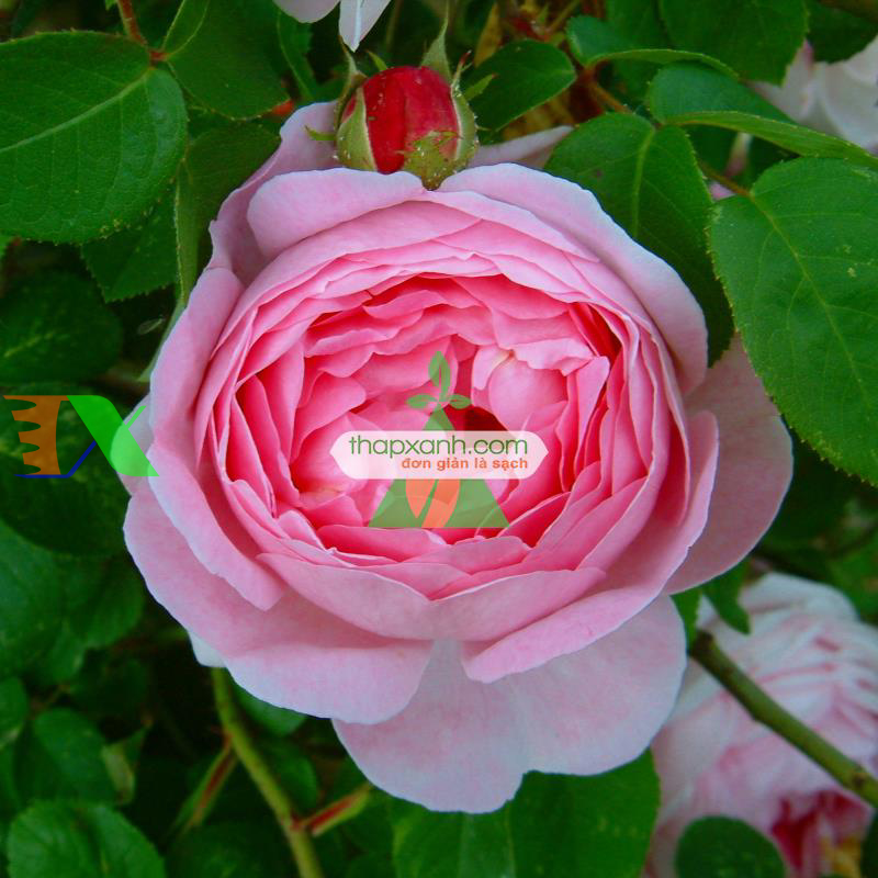 Hạt giống hoa Mẫu Đơn mix (Nga)