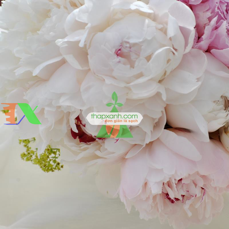 Hạt giống hoa Mẫu Đơn mix (Nga)