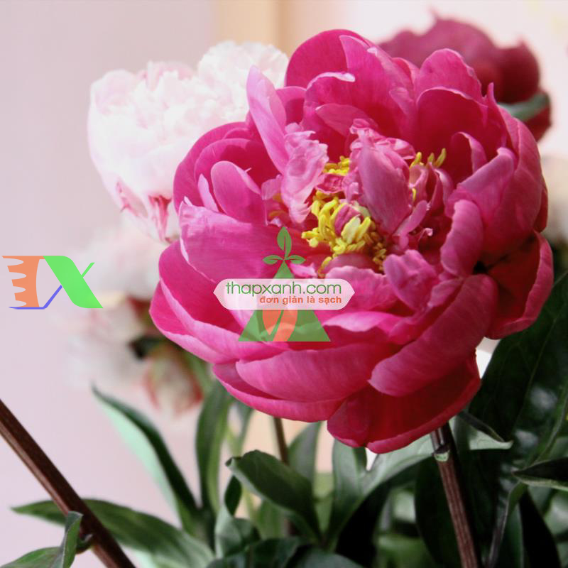 Hạt giống hoa Mẫu Đơn mix (Nga)